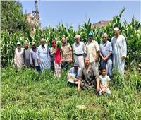 يوم حقلي إرشادي عن زراعة الذرة الشامية بالشرقية 