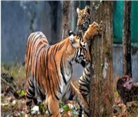 3600 نمر في الهند مهددة بالانقراض