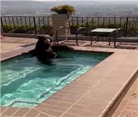 دب يأخذ حمامًا مريحًا في جاكوزي بكاليفورنيا | فيديو