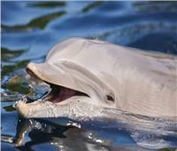 اسكتلندي يعثر على عظام دلفين عمرها 8 آلاف عام في حديقته