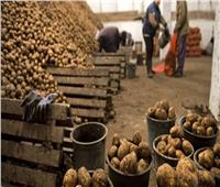 الزراعة: فحص أكثر من مليون طن من البطاطس لتصديرها إلى الخارج