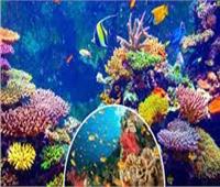 البيئة تُعلن إطلاق ثلاث مواقع غوص بديلة في مصر لحفظ الشعاب المرجانية 