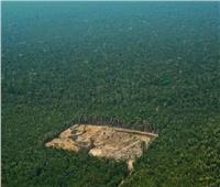 تراجع عمليات إزالة غابات الأمازون البرازيلية إلى الثلث خلال عام