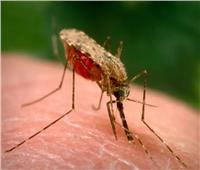 صدق أو لا تصدق.. سلاح ضد الملاريا من داخل أمعاء البعوض