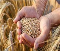 التموين تعزز مخزون القمح بـ595 ألف طن من روسيا ورومانيا
