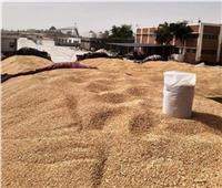 الإحصاء: 9.8 مليون طن إنتاج مصر من القمح عام 2022/2021