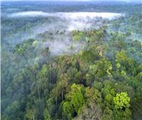 دول أمريكا الجنوبية تتفق على إنشاء تحالف لمكافحة إزالة غابات الأمازون