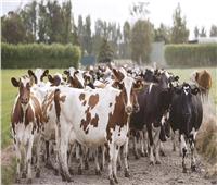 «الخدمات البيطرية»: تخفيض التأمين على الماشية لـ1% من قيمتها