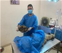 «ابتلع 4.5 كيلو بلاستيك».. عملية جراحية لإنقاذ «خروف القليوبية»  