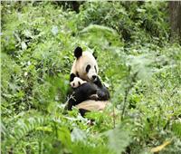 الصين.. تدريب بري للباندا العملاقة وإعادتها إلى الحياة البرية| صور