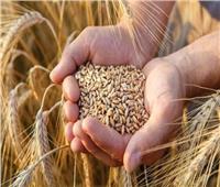 مدير معهد المحاصيل الحقلية: لدينا 16 صنفًا من محصول القمح