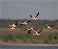الجبالي: مصر تعد من أهم مناطق عبور الطيور الحوامة على مستوى العالم