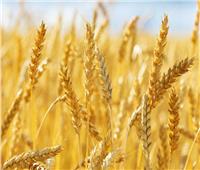 أحمد موسى: تدشين أكبر خزان مياه جوفية غرب سيوة لزراعة القمح والذرة والصويا
