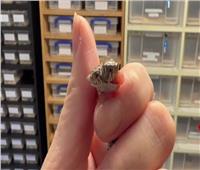 العثور على ثعبان برأسين في متجر للحيوانات الأليفة| فيديو
