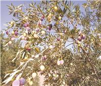 عـــودة شجرة الزيتون| مهرجان شعبي لموسم حصاد «بترول مصر الأخضر»