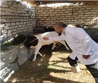 تحصين 39.5 ألف رأس ماشية ضد مرضى حمى «القلاعية» و«الوادي المتصدع» بالأقصر
