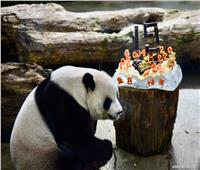 أهداها البر الصيني الرئيسي إلى تايوان..الاحتفال بعيد ميلاد الباندا العملاقة يوان يوان
