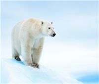 دراسة حديثة تؤكد: الدببة القطبية في خطر | شاهد