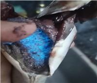 مادة سامة.. «نقابة الأطباء البيطريين» تفسر سر اللون الأزرق بأحشاء الأسماك