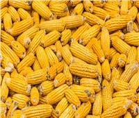 حصاد الخير| بدء جنى «الذره الصفراء» بأراضى الاستصلاح