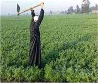 في «عيد الفلاح» الـ 71.. «أبو اليزيد» يستعرض جهود الدولة لدعم المزارع