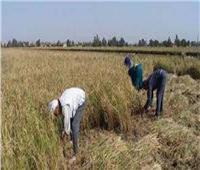 «الزراعة»: توصيات مهمة لحصاد وتخزين محصول الأرز