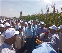 الزراعة: يوم حقلي لبرنامج بحوث الذرة الشامية في سخا