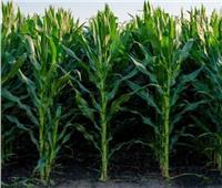 الزراعة توصيات لمزارعي محصول الذرة خلال شهر سبتمبر