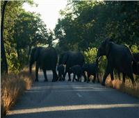 «قلة المياه» تجبر أعدادًا هائلة من الفيلة على الهجرة بزيمبابوي