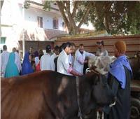 بيطري المنيا: تحصين وعلاج 1835 رأس ماشية بسمالوط