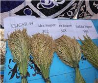 «الزراعة» تنظم يوم حصاد لأصناف الأرز السوبر مبكرة النضج وعالية الإنتاجية