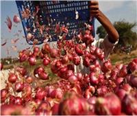 «المحاصيل الزراعية» تكشف حقيقة إلغاء قرار الحكومة بوقف تصدير البصل