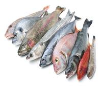 أسعار الأسماك بسوق العبور اليوم 26 سبتمبر