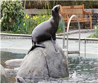 استخدمت ذكائها.. هروب أنثى «أسد بحر» من حديقة حيوان في نيوريوك 