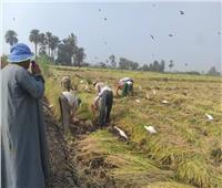 «الزراعة»: توصيات للمزارعين حول حصاد وتخزين محصول الأرز