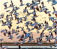  دراسة حديثة: الملايين من الطيور المهاجرة تتأثر بالعواصف الشمسية   
