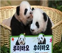 «روي» و«هوي».. كوريا الجنوبية تسمي أول توأم باندا لديها