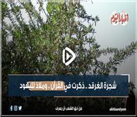 «شجرة الغرقد».. سر اختباء اليهود ورائها| فيديو    