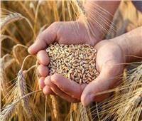 الزراعة: غدًا انطلاق الحملة القومية لمحصول القمح وتطبيق الدورة الزراعية| خاص 