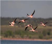 مصر تشارك دول العالم الاحتفال باليوم العالمي للطيور المهاجرة