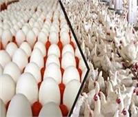 رئيس شعبة الدواجن: ننتج مليار و300 ألف دجاجة سنويًا ولدينا اكتفاء ذاتي