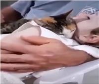«‏قطة» تقدم الوداع الأخير لصديقها الطفل الفلسطيني الشهيد | فيديو