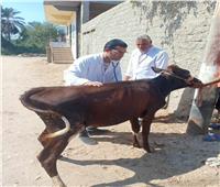 قافلة بيطرية من جامعة الزقازيق تعالج 2673 حيوان وطائر في قرية العباسة بالشرقية 