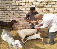 الطب البيطري بالغربية يحصن عدد ٤١٣٠٩ من الماعز والأغنام