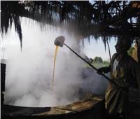 محافظة قنا تخطو خطوات جادة لتطوير صناعة العسل الأسود.. تعرف عليها 