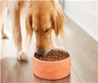 لمحبي الحيوانات الأليفة| 8 مأكولات تمنع الكلاب من تناولها.. تعرف عليها