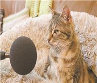 صوت قطة يدخلها «جينيس»