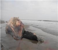 نفوق حوت قاتل جنح على أحد الشواطئ في بلجيكا