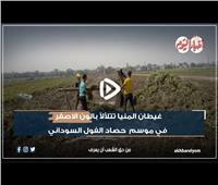 بالفيديو| «غيطان المنيا» تتلألأ باللون الأصفر في موسم حصاد الفول السوداني