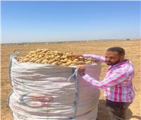 «الزراعة» تكشف أبرز أنشطة مشروع مكافحة وحصر العفن البني في البطاطس